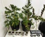 Polícia encontra plantação de maconha no centro de Guaçuí