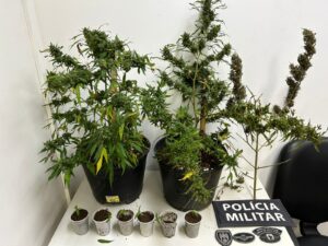 plantação de maconha