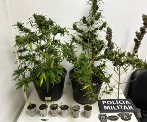 Polícia encontra plantação de maconha no centro de Guaçuí plantação de maconha