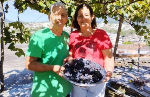 Sonho que floresceu: casal colhe uvas no terraço de casa em Cachoeiro