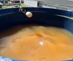 Moradores de Guaçuí denunciam ‘água imprópria’ e cobram soluções do Saae