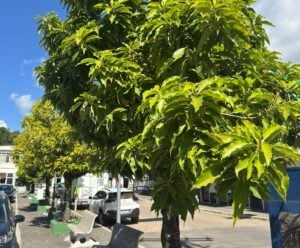Campeãs do tempo: árvores históricas seguem florindo no centro de Guaç