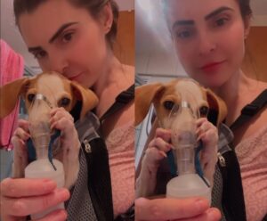 Fofo! Doguinho com bronquite segura inalador sozinho e encanta a web cachorro com bronquite