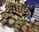 Vila Velha: Polícia encontra plantação de maconha dentro de residência