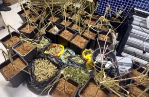Vila Velha: Polícia encontra plantação de maconha dentro de residência maconha em vila velha