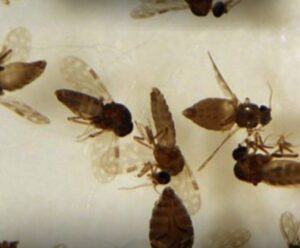 Febre do oropouche: saiba se proteger A foto mostra maruins