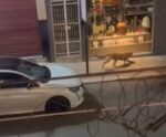 VÍDEO | Onça é flagrada ‘passeando’ e assusta moradores em Iconha
