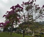 Alma em flor