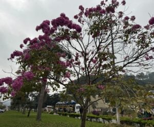 Alma em flor