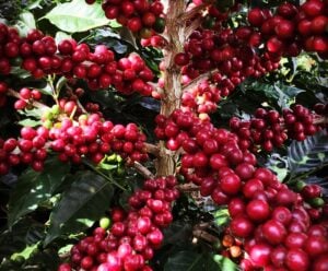 Avanço da colheita pressiona preços do café no Brasil, aponta Cepea