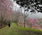 Espetáculo! Cerejeiras iniciam floração no interior de Alfredo Chaves