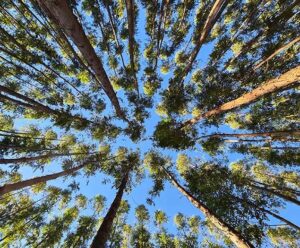 Eucalipto, a revolução verde que transforma madeira em futuro