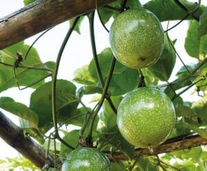 Uma nova chance para a fruta da paixão