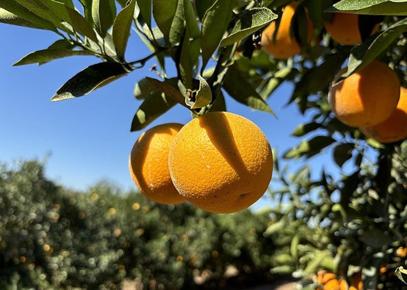 As novas variedades de laranjeira-doce combinam precocidade e alta qualidade de suco. Na foto, a laranja Majorca. Foto: Eduardo Girardi As novas variedades de laranjeira-doce combinam precocidade e alta qualidade de suco. Na foto, a laranja Majorca. Foto: Eduardo Girardi