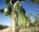 Mamão capixaba conquista o mundo, mas produção recua