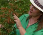 Após cosméticos pipericultora lança produto inédito com pimenta-rosa