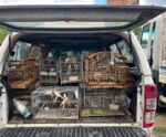 Castelo: aves são resgatadas de cativeiro ilegal em operação conjunta