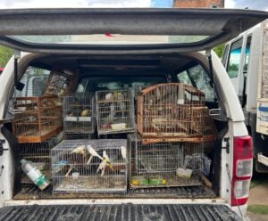 Castelo: aves são resgatadas de cativeiro ilegal em operação conjunta