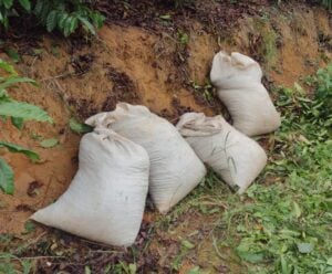 Vargem Alta: PM impede furto de café em lavoura rural