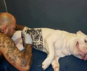 Governo sanciona lei que proíbe tatuagens e piercings em cães e gatos