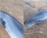 VÍDEO | Golfinho é encontrado encalhado em Anchieta