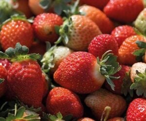 IA contra o ácaro rajado e a favor dos produtores de morango