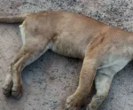 Onça é encontrada sem vida na BR-101 em Mimoso do Sul