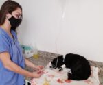 Cadastro para castração gratuita de cães e gatos em Linhares; confira
