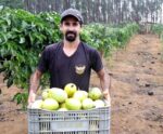 Arranjos Produtivos: municípios iniciam primeira colheita de maracujá