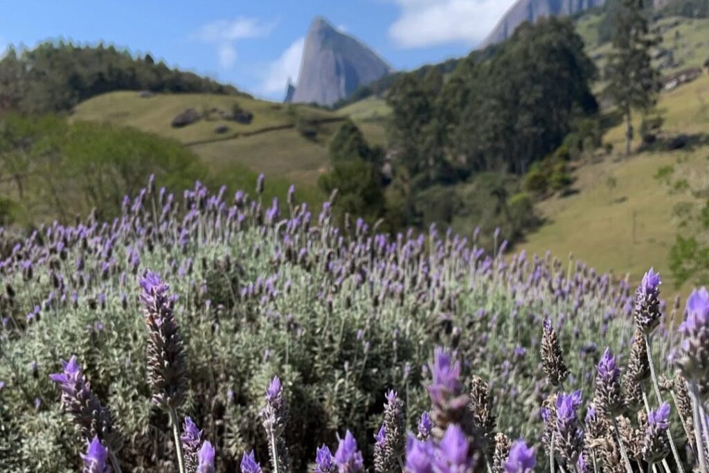 Lavandário Pedra Azul