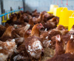 Venda de frango aos árabes iguala 2024 apesar da gripe aviária