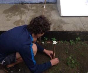 Colatina: escola reutiliza água do ar-condicionado para cultivo