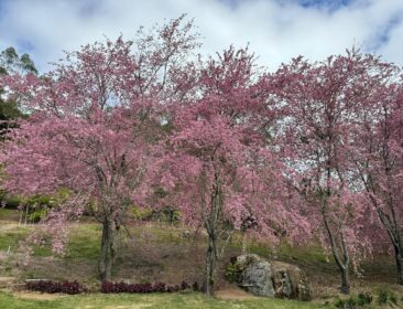 Bosque das Cerejeiras entra no auge da florada e encanta visitantes em Alfredo Chaves