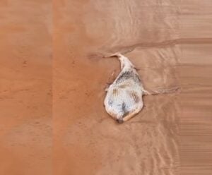 ES registra 3ª morte de animais marinhos em menos de uma semana