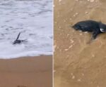 Seis pinguins são encontrados em praias do ES