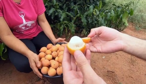 Achachairu colhido no Espírito Santo, fruta exótica de polpa branca que ajuda a controlar a pressão alta, sendo cada vez mais recomendada por nutricionistas por seus benefícios antioxidantes e anti-inflamatórios.