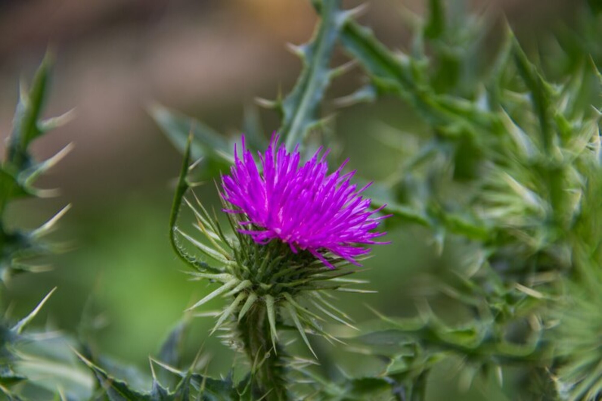 Flor de cardo-mariano (silimarina), planta medicinal usada em receitas naturais para perder peso e barriga, com fundo verde desfocado.