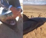 VÍDEO | Tubarão é encontrado sem vida em praia de Marataízes