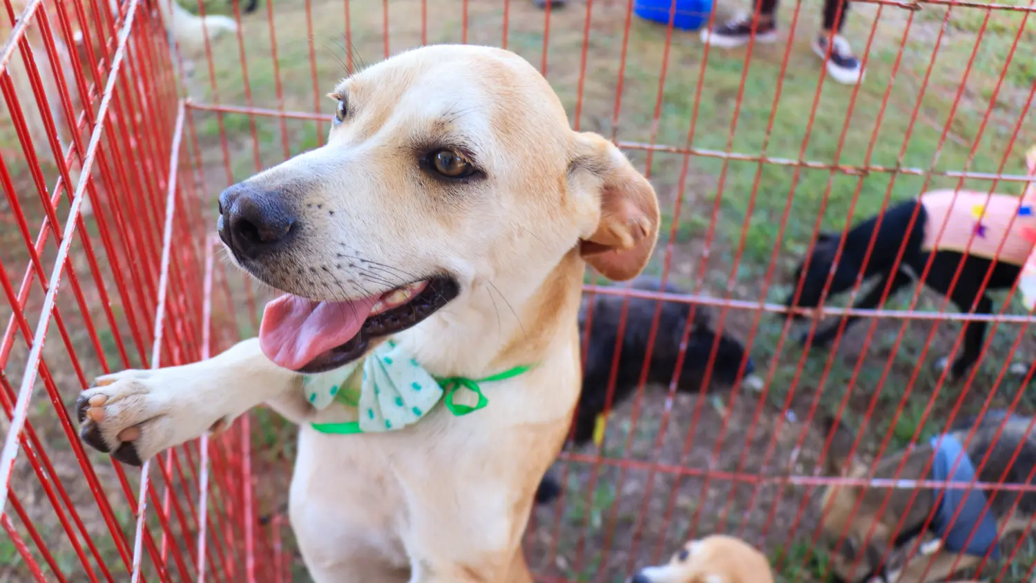 Cão de porte médio com laço verde em cercado vermelho durante campanha de vacinação antirrábica; ao fundo, outros cães e pessoas participam do evento em área externa gramada.