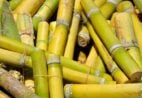 Brasil abre mercado na Guatemala para mudas de cana-de-açúcar