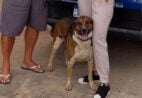 Final feliz! ‘Grandão’ é encontrado em Cachoeiro após 17 dias desaparecido