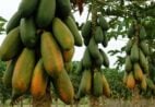Exportações de mamão batem recorde histórico em julho