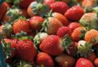 Morango do amor: transporte da fruta cresce mais de 800% no semestre