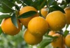 EUA aliviam tarifa e mantêm competitividade do suco de laranja