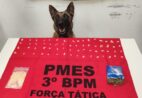 Cão farejador da Polícia Militar encontra drogas escondidas em Guaçuí