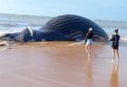 VÍDEO  | Baleia é encontrada morta encalhada na Praia da Bicanga no ES