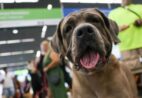 Passageiro não consegue embarcar com cachorro e abandona-o em Aeroporto