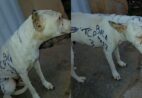 Adolescente é apreendido após pichar cachorro com siglas de facção em Guarapari