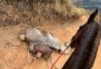 VÍDEO | Tutor corta pata de cavalo após animal ficar cansado durante cavalgada