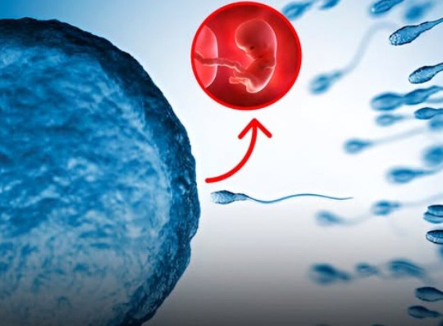 A foto mostra espermatozoide